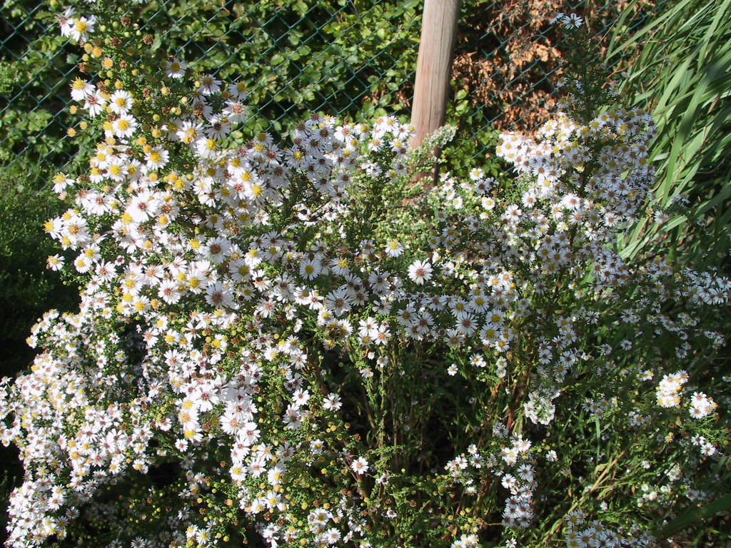 Aster pringlei Monte Cassino (Wildart weiss).jpg